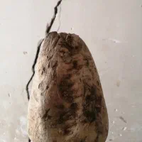 چغندر ریزه
