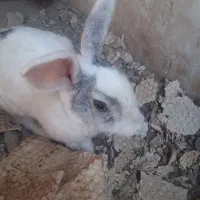 خرگوش ها همه اوس یا بچه دارن ۸ عدد ماده ۲ نر هستن