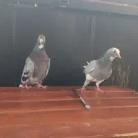 ی جفت کبوتر شازده