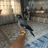 مرغ مینا سخنگو