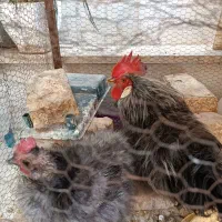 تخم مرغ نطفه دارابریشمی ومرغ وخروس تخم گذاروجوجه|حیوانات مزرعه|قم, حاج خلیل|دیوار