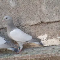 فروش کبوتران بی خط