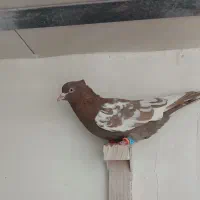 فروش چنتا کفتر ارزون سینه دم سفید بزک