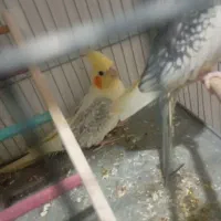 جوجه عروس و جفت عروس و ساعت