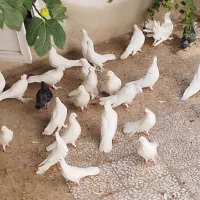 کبوتر یه جایی و تکی|پرنده|قم, چهار مردان|دیوار