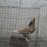 زرد پلنگ ماد|پرنده|رفسنجان, |دیوار