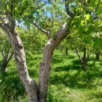 سه جریب باغ سیب زرد و قرمز اول اب املاک زمانیان