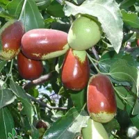 عرضه نهال عناب گلابی پیوندی دارای شناسه نهال