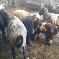 میش شیشک بره