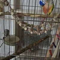 گرینچیک گمشده