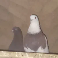 کبوتر پرشی|پرنده|اردکان, |دیوار