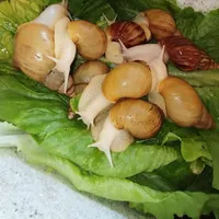حلزون طبی
