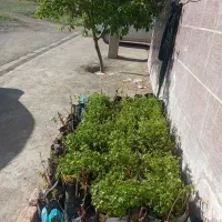نهال انگورگلدانی ۵۰تومان کاملا سبز با ثمره امسال