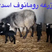 رومانوف و بزغاله