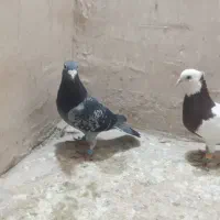 کفتر صید|پرنده|مشهد, رده|دیوار