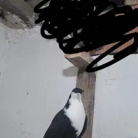 کبوتر|پرنده|علی‌آباد کتول, |دیوار