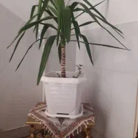 گل طبیعی با گلدان نو