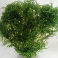 گیاه اکواریوم|ماهی|شیراز, شهرک سراج‎|دیوار