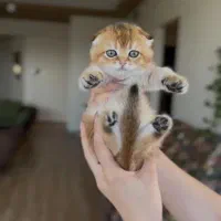 بچه گربه اسکاتیش گلد اصیل|گربه|تهران, سازمان برنامه جنوبی|دیوار