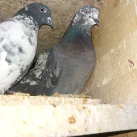 کفتر پرشی خوب