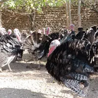 بوقلمون زنده|حیوانات مزرعه|قیدار, |دیوار