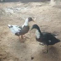 دو اردک یک نر یک ماده      دانه ای 600تومان|پرنده|گتوند, |دیوار