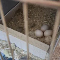 عروس هلندی مولد سر تخم