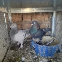 کفتر