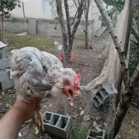 مرغ گلین|حیوانات مزرعه|رشت, بیجارپس|دیوار