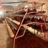 قفس منبری مرغ تخمگذار