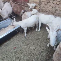 فروش چند راس گوسفند|حیوانات مزرعه|مهریز, |دیوار