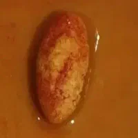 مهره خراصل