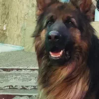 ژرمن نر کینگ عالی