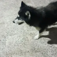 واگذاری هاسکی مالاموت موبلند فوری