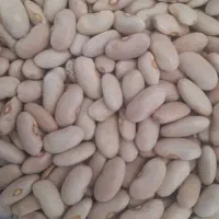 لوبیا سفید ، کشاورزی|عمده‌فروشی|قیدار, |دیوار