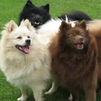 واگذاری سگ اشپیتز