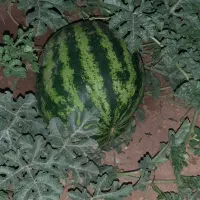 هندوانه ۲ و گاوی