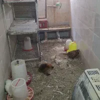 مرغ و خروس