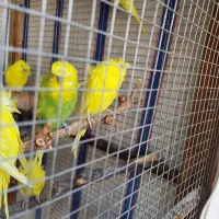 مرغ عشق پروانه ای|پرنده|کازرون, |دیوار