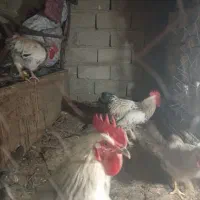 خروس محلی