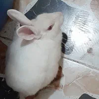 خرگوش سفید|موش و خرگوش|آبادان, |دیوار