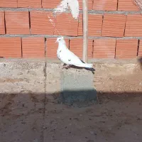 کبوتر قلدور و پرشی|پرنده|بجنورد, |دیوار