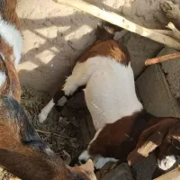 بز فروشی گوسفند|حیوانات مزرعه|فهرج, |دیوار