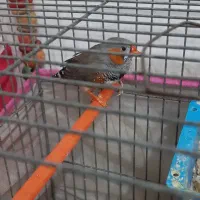 فنچ|پرنده|پاکدشت, شهرک امام رضا|دیوار