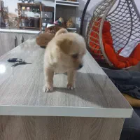 سگ اشپیتز تریر