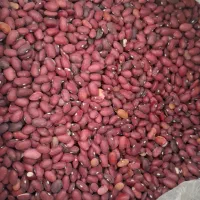 فروش عمده  لوبیا قرمز