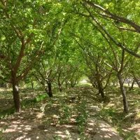 باغ-1000متری-چهار-دیواری-سند-دار