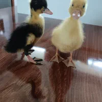 جوجه مرغابی