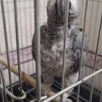 کاسکو شعر خان ۵۰۰ کلام باهوش ۴ ساله|پرنده|تهران, جیحون|دیوار