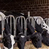 شراکت واسه گاو گوساله با بالاترین سود امروز